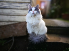 可爱的白色布偶猫
