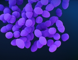 紫色DNA细胞写真