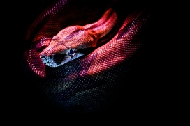 紫红的蟒蛇