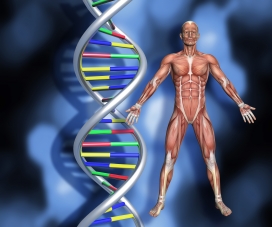 人体结构图与DNA基因