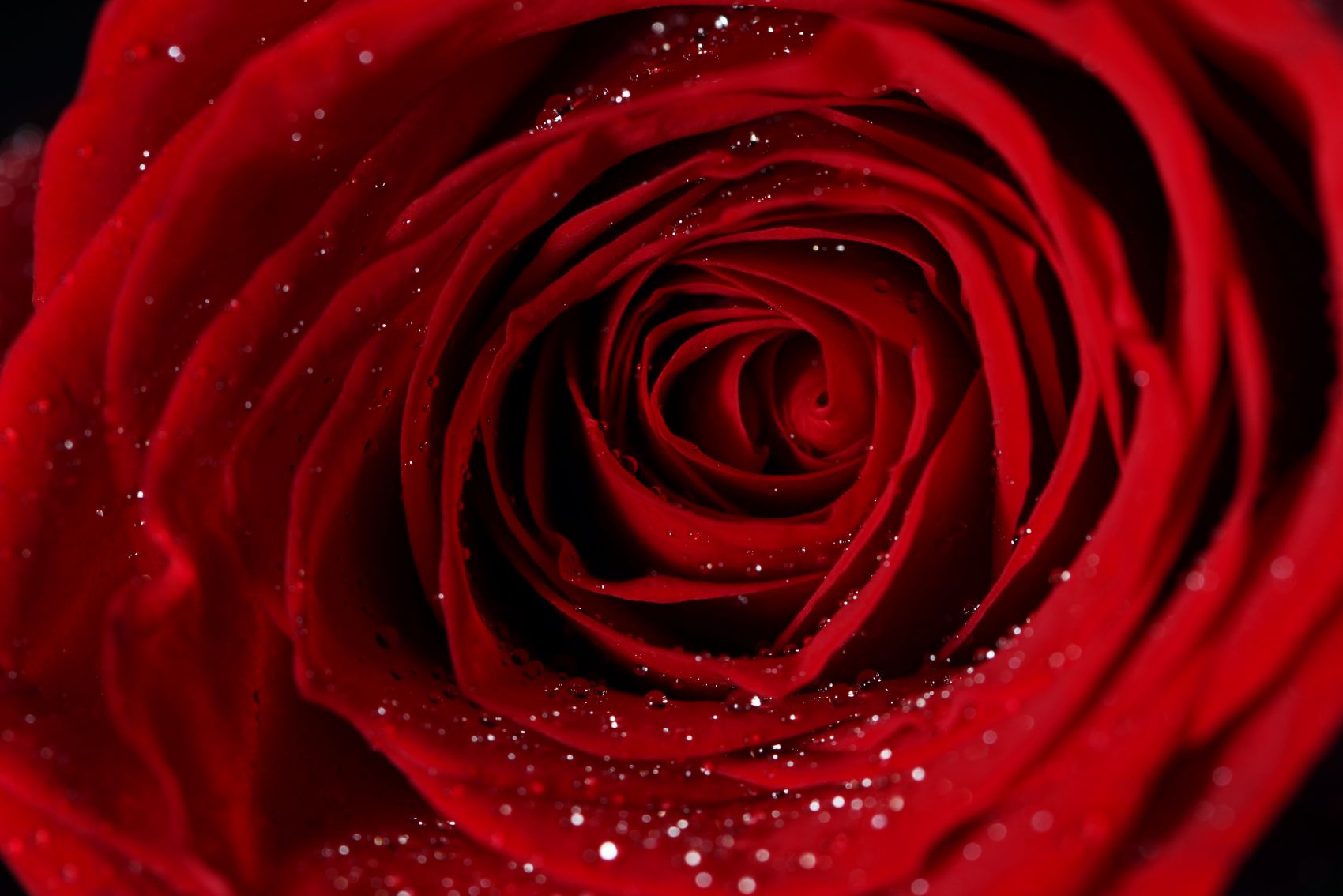 带水滴的红色玫瑰花