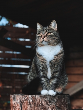 木桩上的灰猫