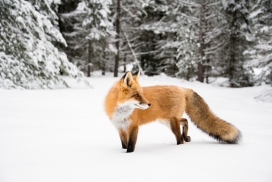 雪中的狐狸