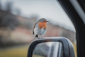 落在汽车后视镜上的鸟
