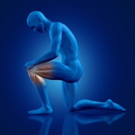 单膝跪地的肌肉人体结构图