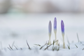 蓝色番红花花瓣