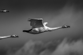 Flying with Swans-飞翔的天鹅