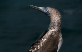 Galápagos Islands加拉帕戈斯群岛