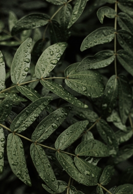 带雨珠的朱缨花绿叶