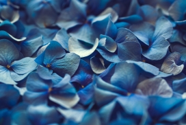 蓝色绣球花植物