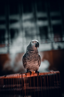 灰色鹦鹉鸟