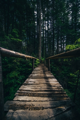 森林中的独木小桥
