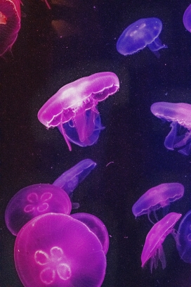 蓝紫色水母群