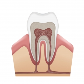 牙齿牙龈横切面素材下载