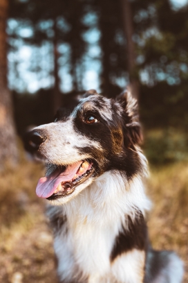 澳大利亚牧羊犬图片