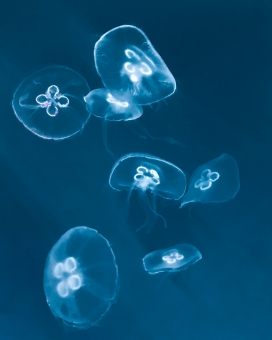 透明的浅蓝色水母图片