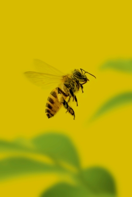 飞翔采蜜的小蜜蜂