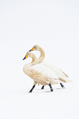 冬季雪天中行走的白天鹅情侣