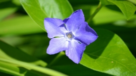紫色花叶蔓长春花植物图片