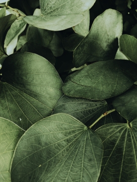 绿色羊蹄甲植物图片