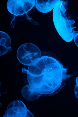 蓝色透明水母群图