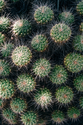 带针刺的仙人掌荆棘类植物图