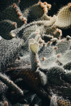 仙人掌仙人球荆棘类植物图