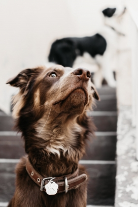 澳大利亚牧羊犬动物图