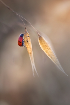 昆虫微距镜头摄影图