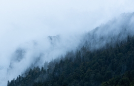 雾气森林山