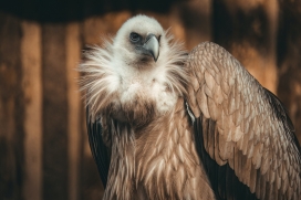 灰色秃鹫鸟图片
