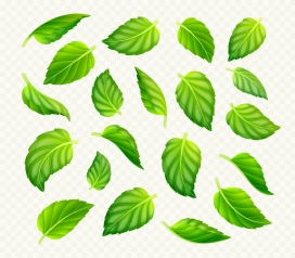 绿色茶叶植物素材下载