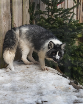 阿拉斯加雪橇犬图