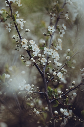 白色欧洲李花瓣