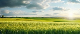 绿色小麦农场风景美图