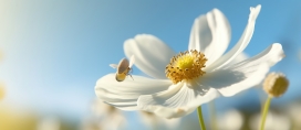 大花银莲花花蜜图