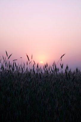 日落下唯美的芦苇草风景