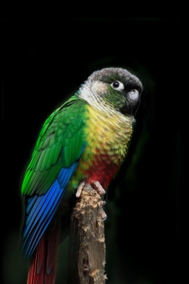 立在木桩上的绿颊雉尾鹦鹉鸟图片