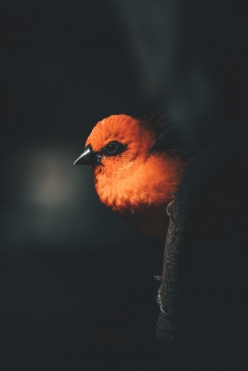红色织巢鸟图
