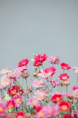 春季红色花丛花瓣图