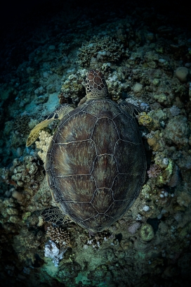 海底海龟动物图