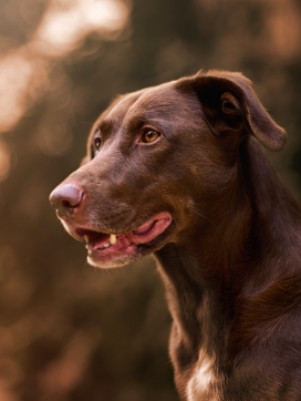 喘气的拉布拉多犬