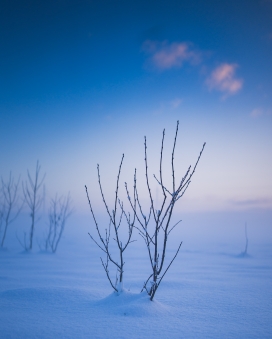 蓝色冬季干枯的树枝