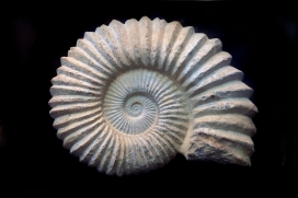 海螺化石图