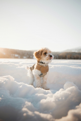 冬季雪地中的白狗