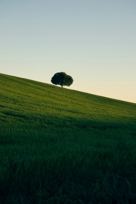 绿色草原山丘上的一棵树