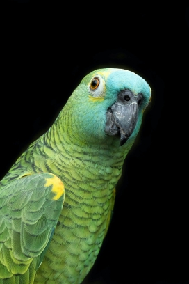 可爱的绿色金刚鹦鹉鸟