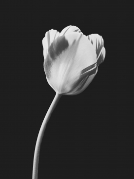白色郁金香黑白花