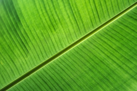 绿色香蕉叶植物图