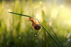 绿植上的爬行蜗牛
